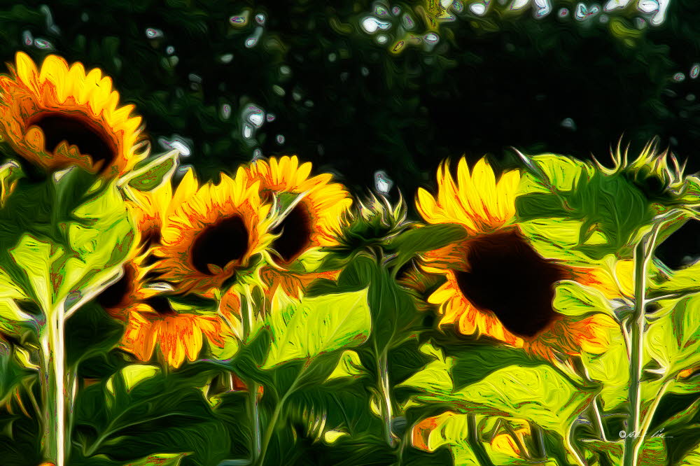 Sonnenblumen