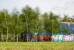 Graffiti und Birken
