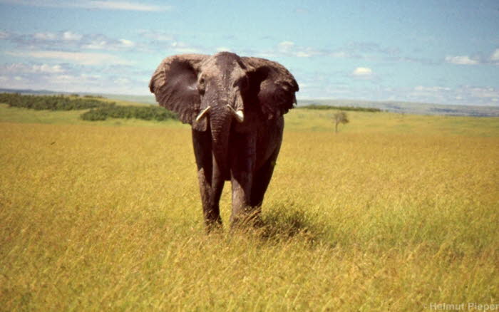 ELEFANT