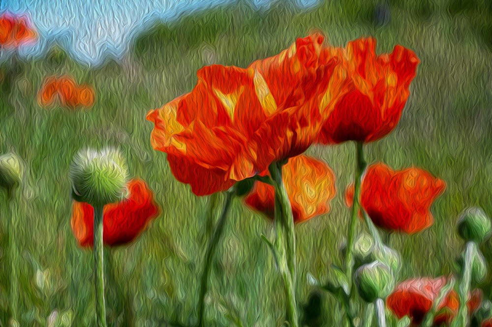 Klatschmohn