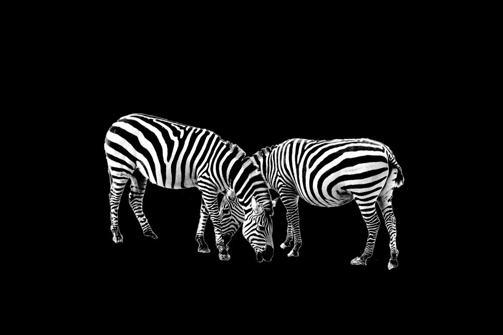 2 Zebras
