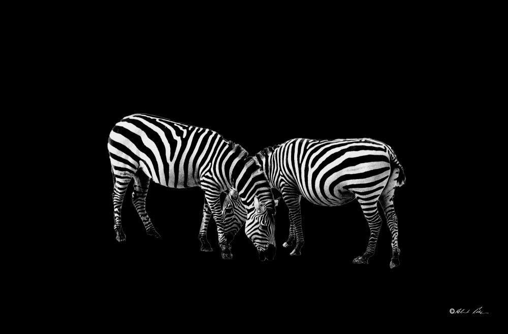 Zebras2